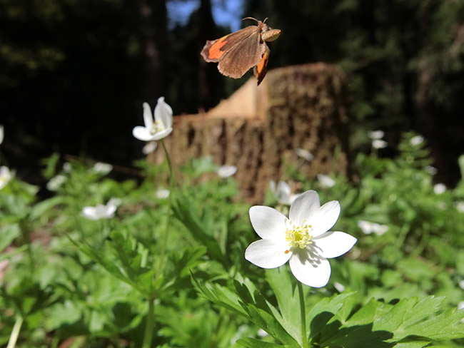 イカリモンガの飛翔