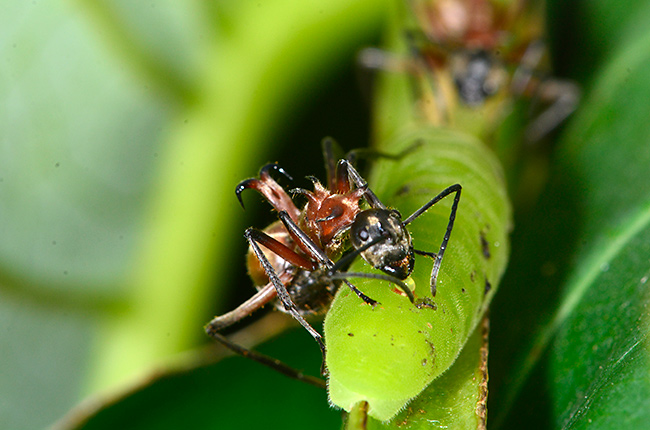 チョウ？幼虫から蜜をもらうトゲアリの仲間