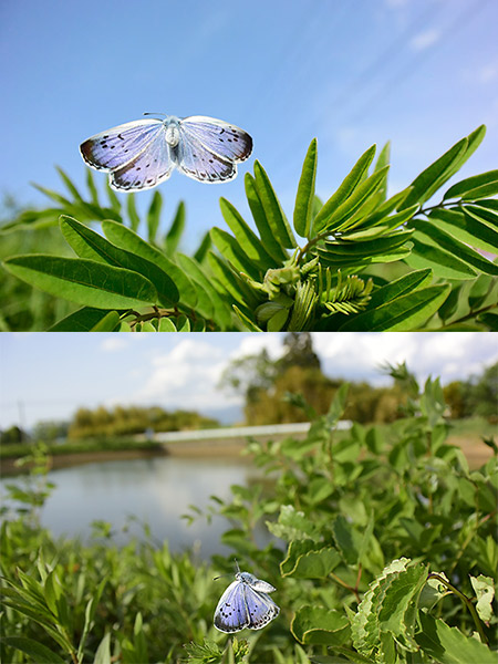 オオルリシジミの飛翔をNikon1 V3のベストモーメントキャプチャーで