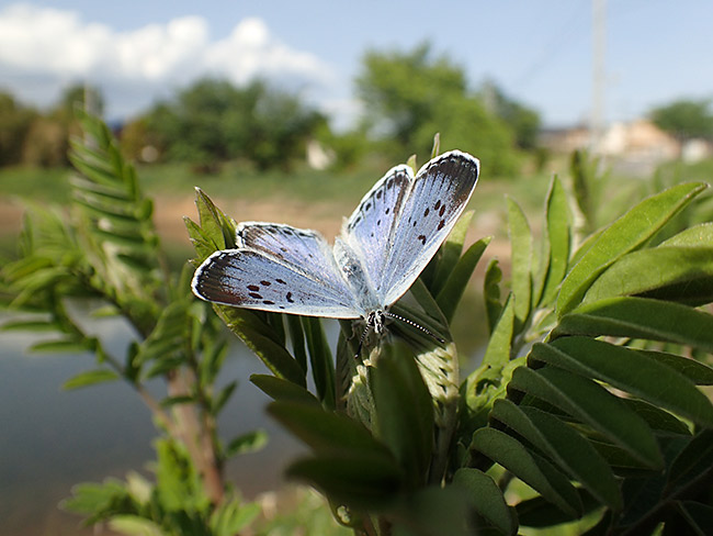 オオルリシジミをTG-3で