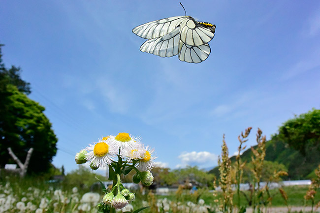 ウスバシロチョウの飛翔をNikon1 V3のベストモーメントキャプチャーで