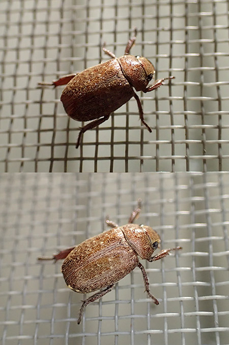 LEDライトガイドの効用