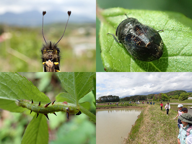 キエダシャクの幼虫