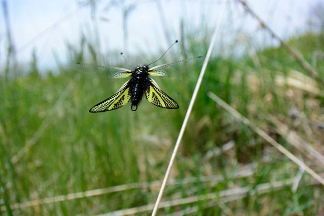 キバネツノトンボの飛翔