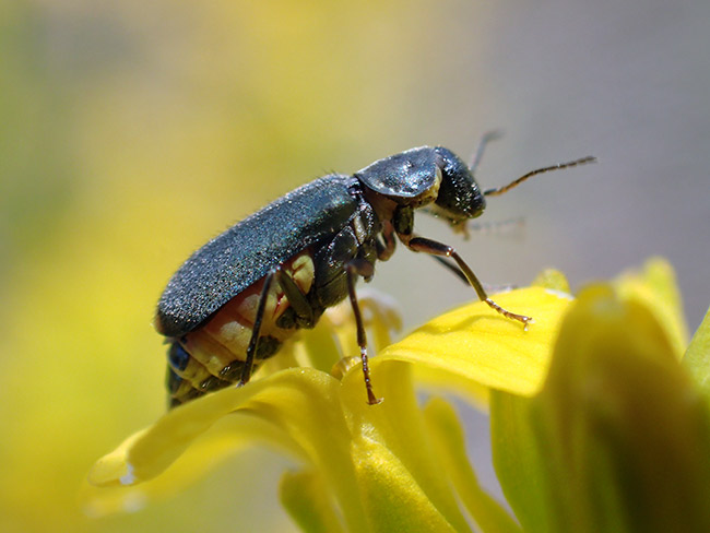 ツマキアオジョウカイモドキ