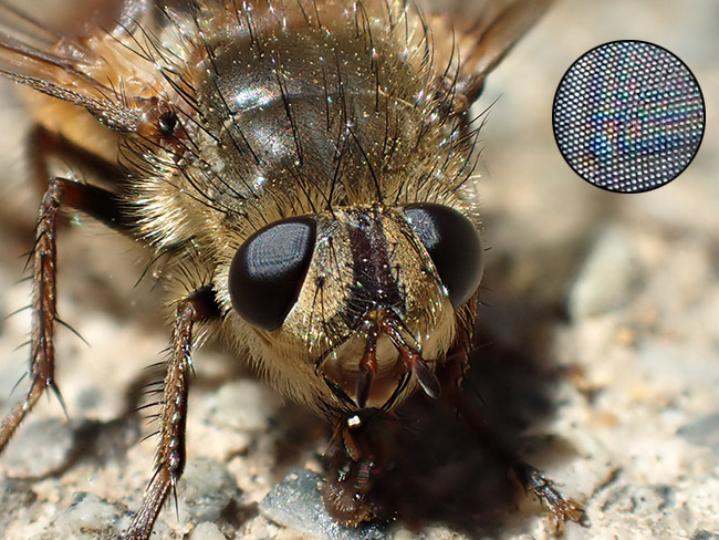 ハリバエを深度合成で