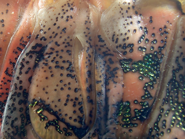 クサギカメムシの臭腺