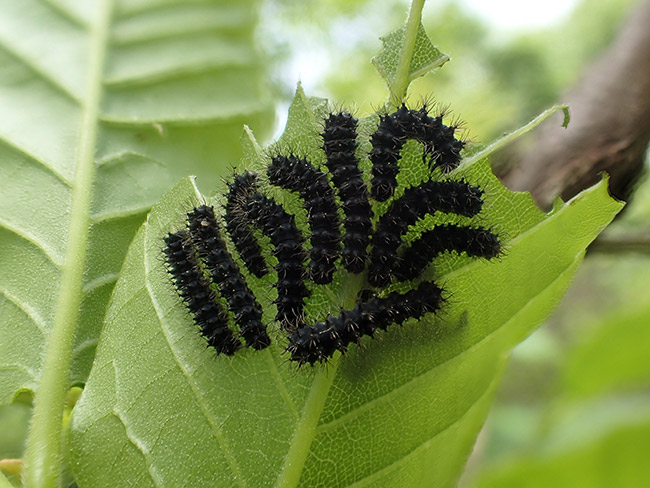 クスサンの幼虫