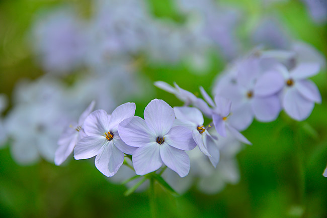 宿根フロックス