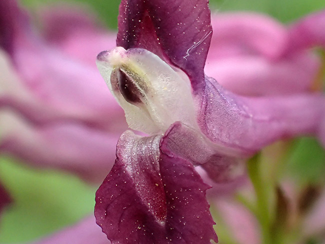 ムラサキケマンの花をTG-３の深度合成モードで