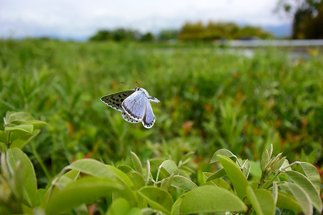 オオルリシジミのオスの飛翔