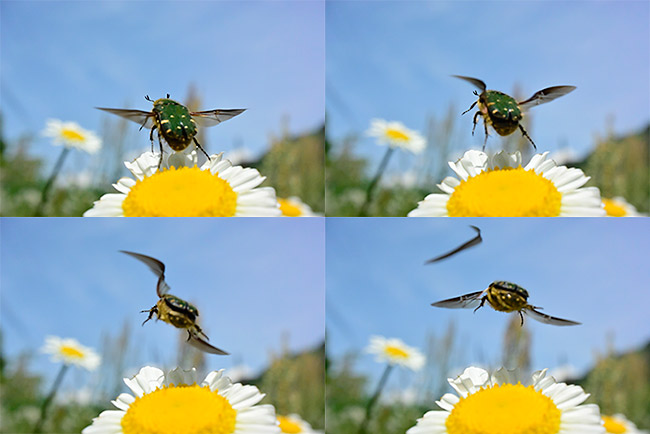 Nikon1 V3のベストモーメントキャプチャーのゆらぎ