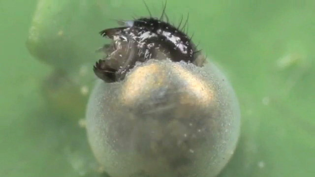 ナミアゲハの孵化