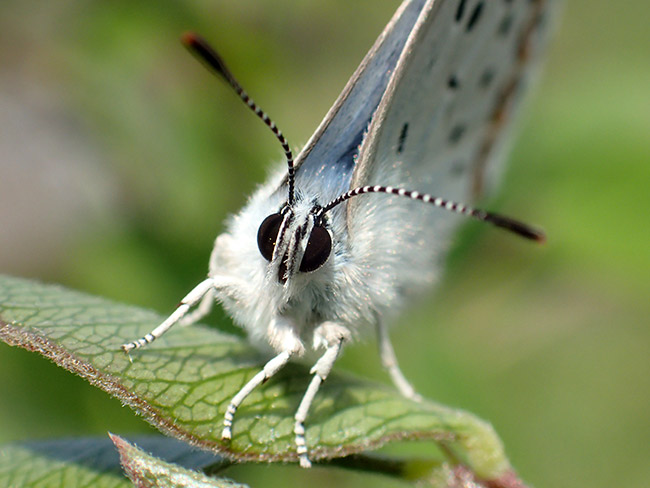 オオルリシジミの顔