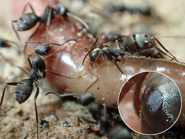 ミミズに集まるクロオオアリ