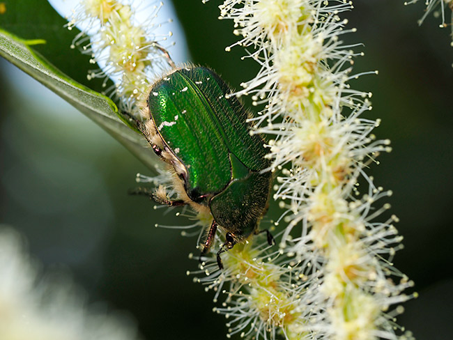 アオハナムグリ