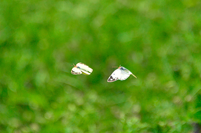 モンキチョウの求愛飛翔