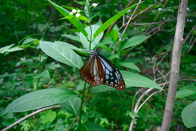クサタチバナに産卵するアサギマダラ