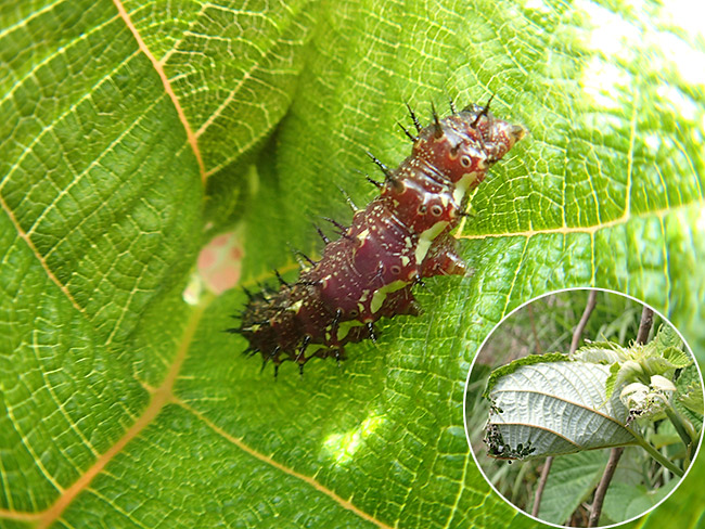 アカタテハの幼虫