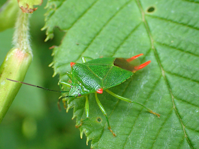 ハサミツノカメムシのオス