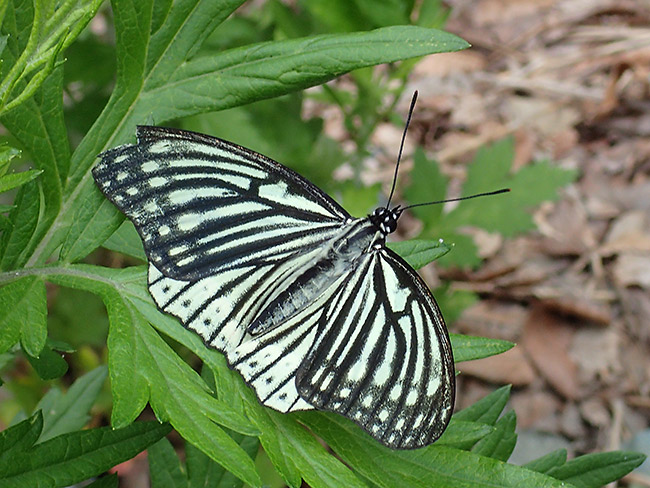 アカボシゴマダラ