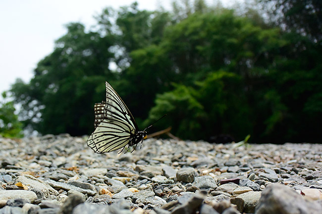 アカボシゴマダラの飛翔