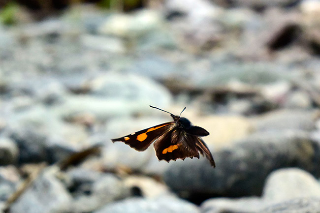 テングチョウの飛翔