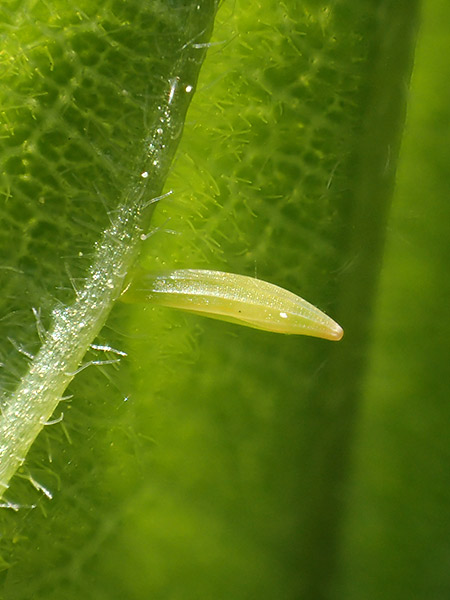 ヤマキチョウの卵をTG-3で