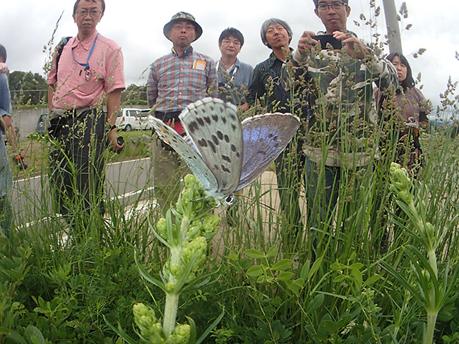 オオルリシジミ