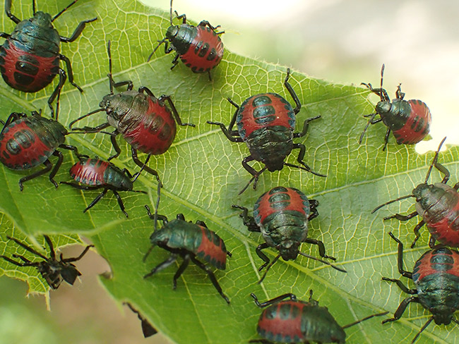 カメムシの幼虫