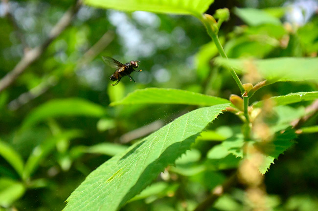 ハエの飛翔