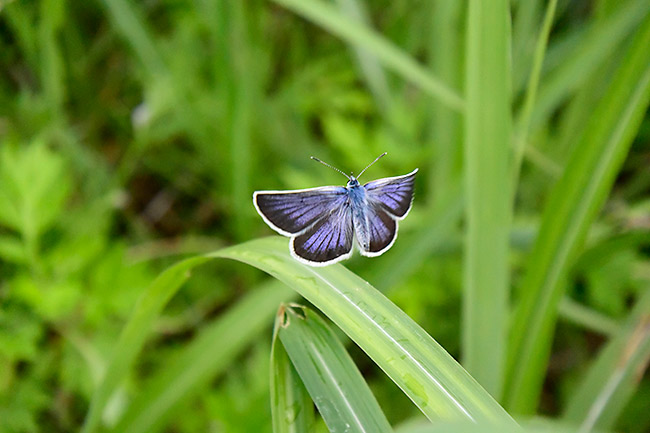 ヒメシジミの飛翔