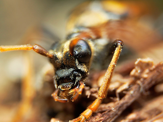 改造マクロの最大倍率