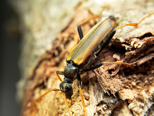 ハネビロハナカミキリを改造マクロで