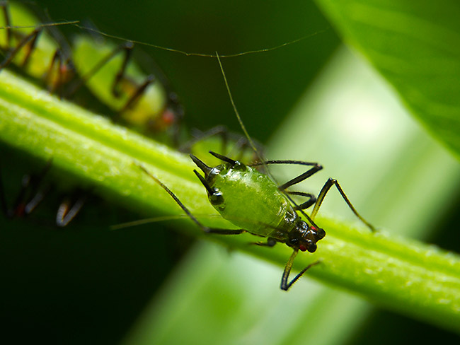 改造マクロでアブラムシ