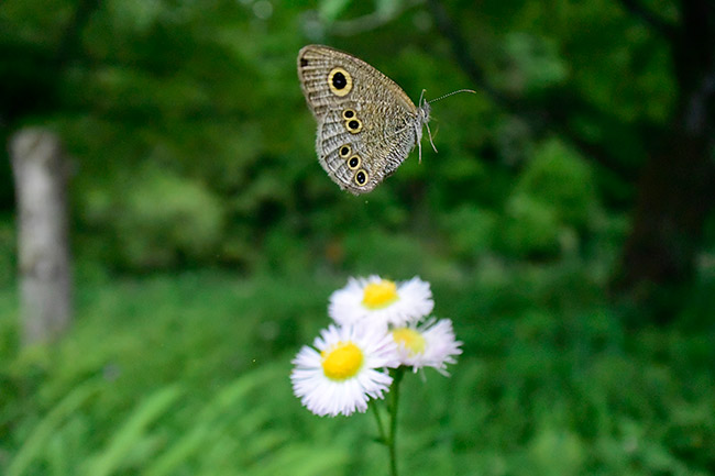 ヒメウラナミジャノメの飛翔
