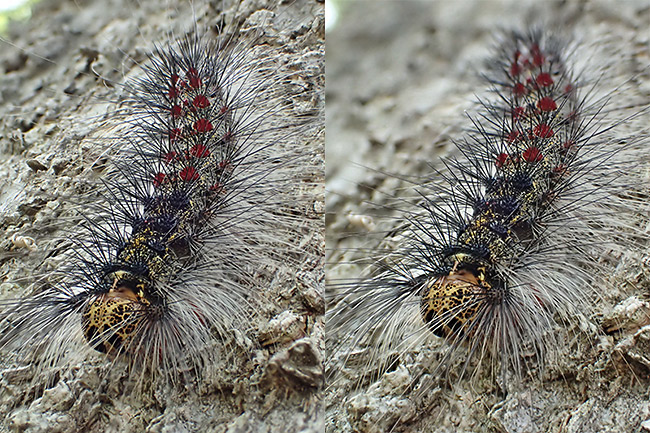 TG-3の深度合成モードで、より深いピントを得るために