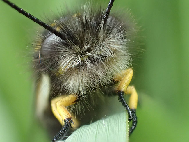 キバネツノトンボの顔