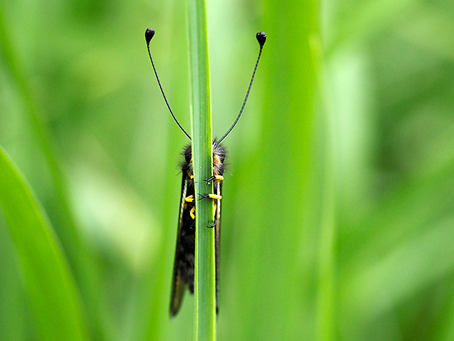 キバネツノトンボのかくれんぼ