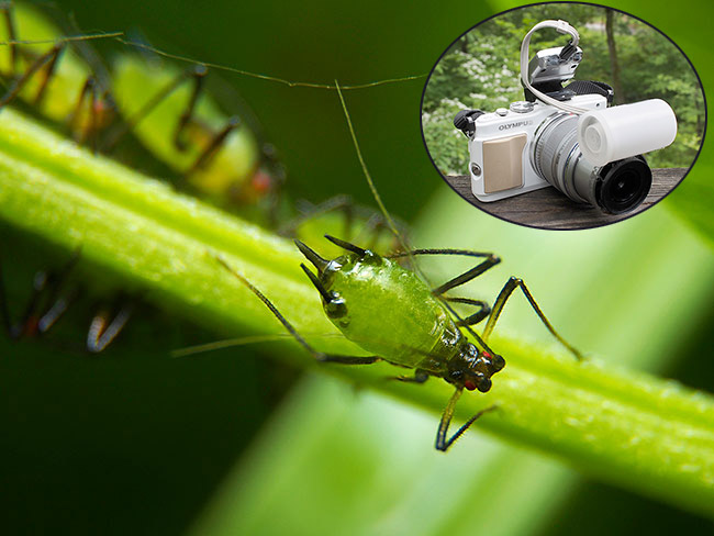 アブラムシを改造マクロと改造ストロボで