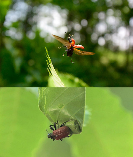 ナミオトシブミの飛翔