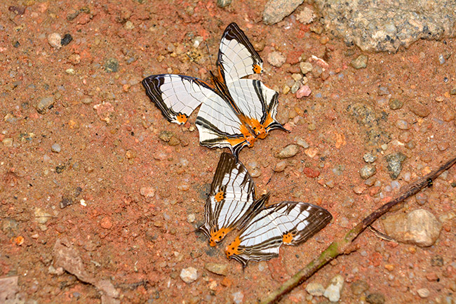 イシガケチョウの仲間