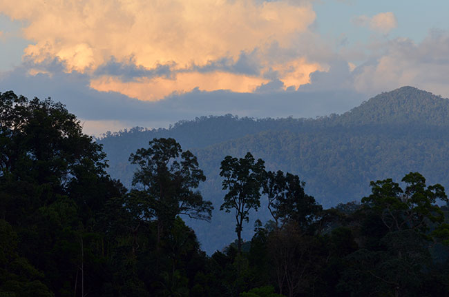 キャメロンハイランド