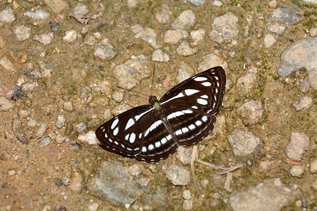 ミスジチョウの仲間