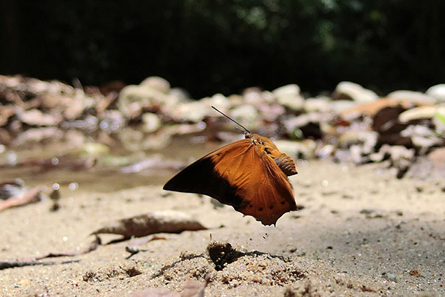 チャイロフタオ