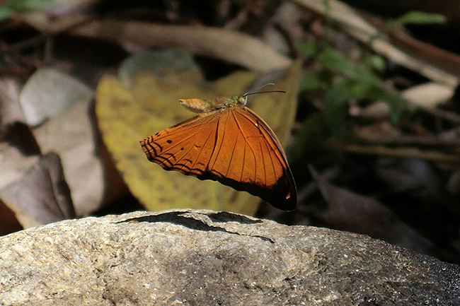 ミナミヒョウモンの飛翔