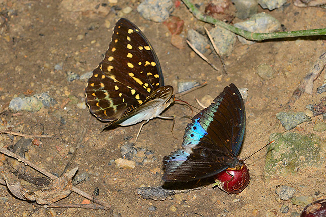 オオイナズマの雌雄