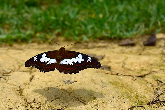 チャイロイチモンジの飛翔