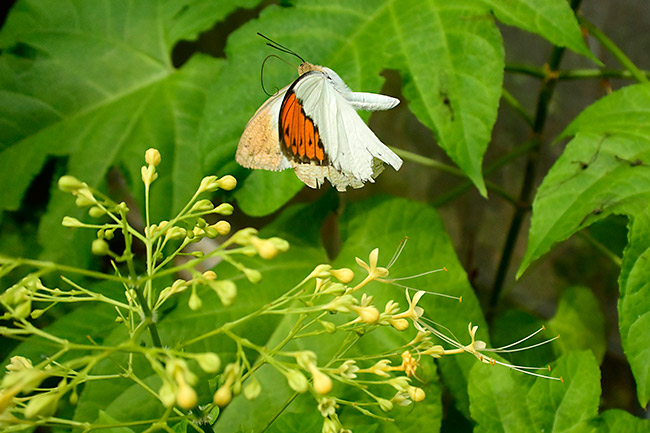 ツマベニチョウの飛翔