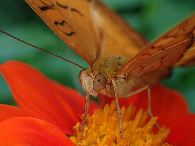 チャイロタテハを改造LEDライトガイドで